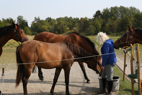 Anna med hästarna.