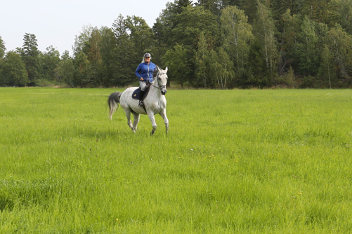 Anna Skärfstad rider en av sina hästar.
