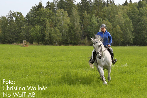 Anna Skärfstad rider. Foto: Christina Wallnér